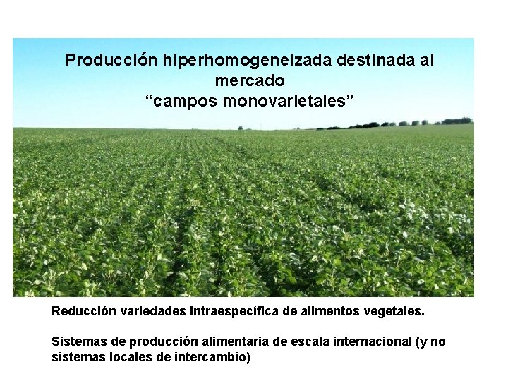 Producción hiperhomogeneizada destinada al mercado “campos monovarietales” Reducción variedades intraespecífica de alimentos vegetales. Sistemas