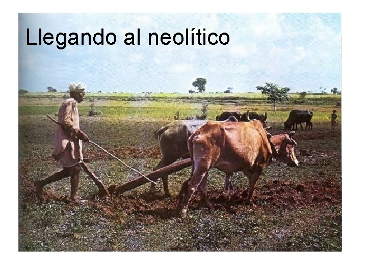 Llegando al neolítico 