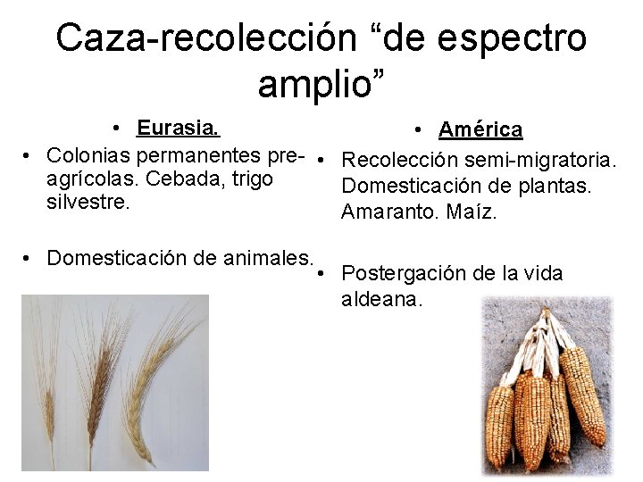 Caza-recolección “de espectro amplio” • Eurasia. • América • Colonias permanentes pre- • Recolección
