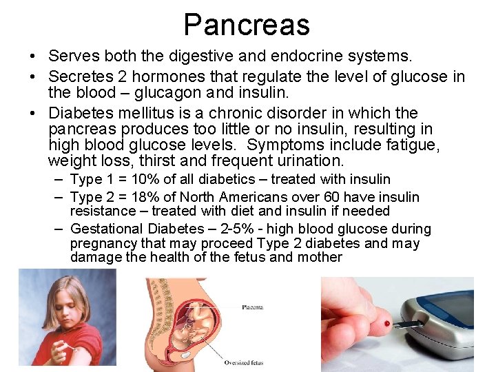 Pancreas • Serves both the digestive and endocrine systems. • Secretes 2 hormones that