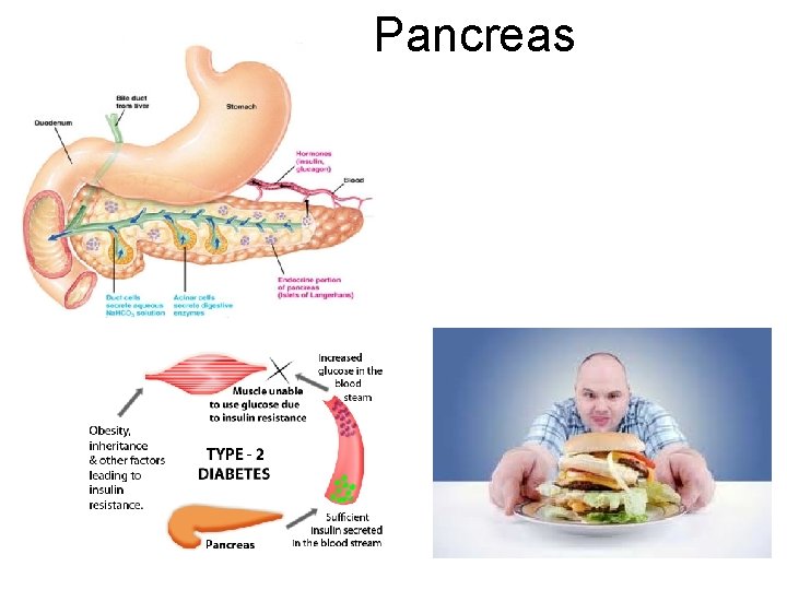 Pancreas 