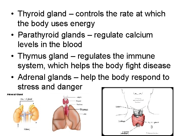  • Thyroid gland – controls the rate at which the body uses energy