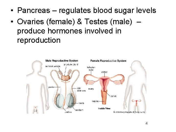  • Pancreas – regulates blood sugar levels • Ovaries (female) & Testes (male)