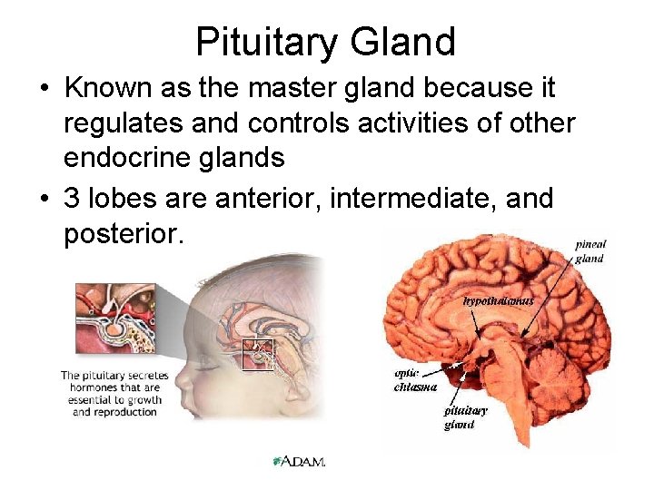 Pituitary Gland • Known as the master gland because it regulates and controls activities