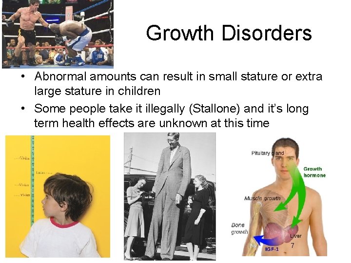Growth Disorders • Abnormal amounts can result in small stature or extra large stature