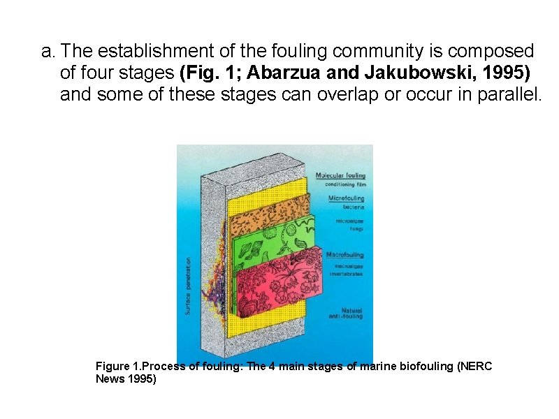 a. The establishment of the fouling community is composed of four stages (Fig. 1;