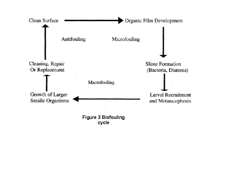 Figure 3 Biofouling cycle 