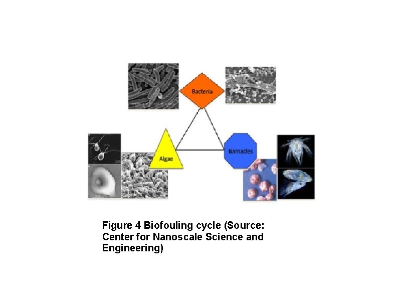 Figure 4 Biofouling cycle (Source: Center for Nanoscale Science and Engineering) 