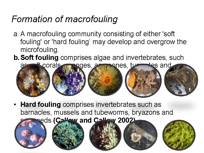 Formation of macrofouling a. A macrofouling community consisting of either 'soft fouling' or 'hard