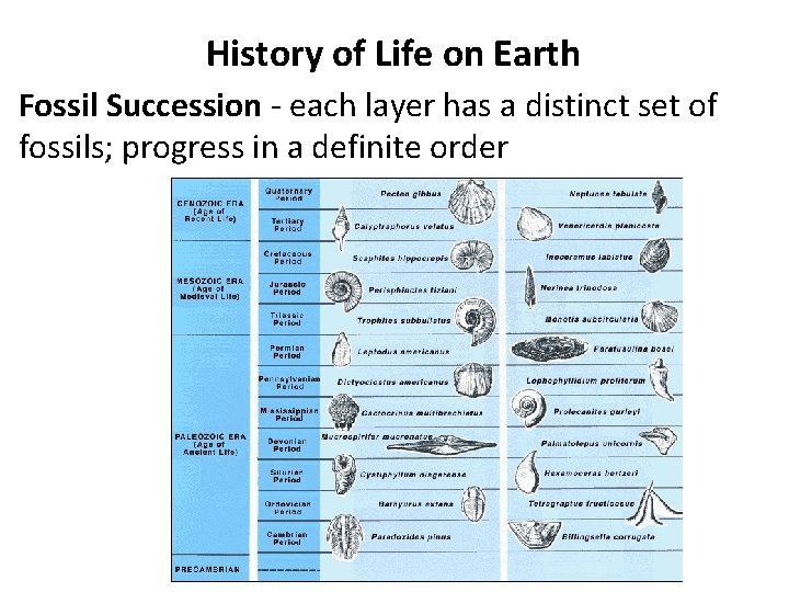 History of Life on Earth Fossil Succession - each layer has a distinct set