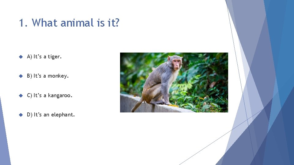 1. What animal is it? A) It’s a tiger. B) It’s a monkey. C)