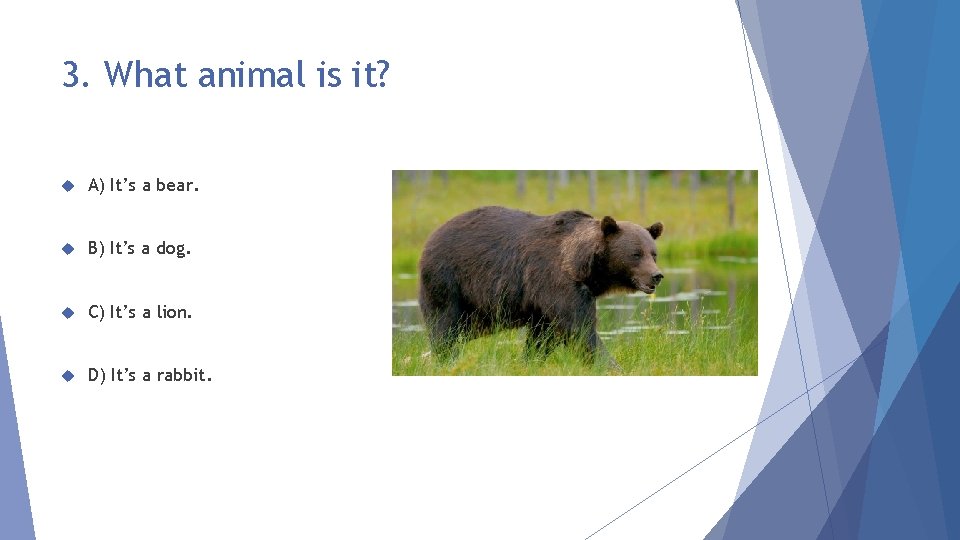 3. What animal is it? A) It’s a bear. B) It’s a dog. C)