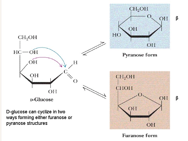 β β D-glucose can cyclize in two ways forming either furanose or pyranose structures