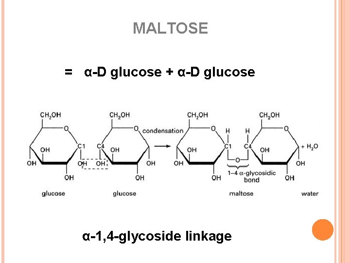 MALTOSE = α-D glucose + α-D glucose α-1, 4 -glycoside linkage 