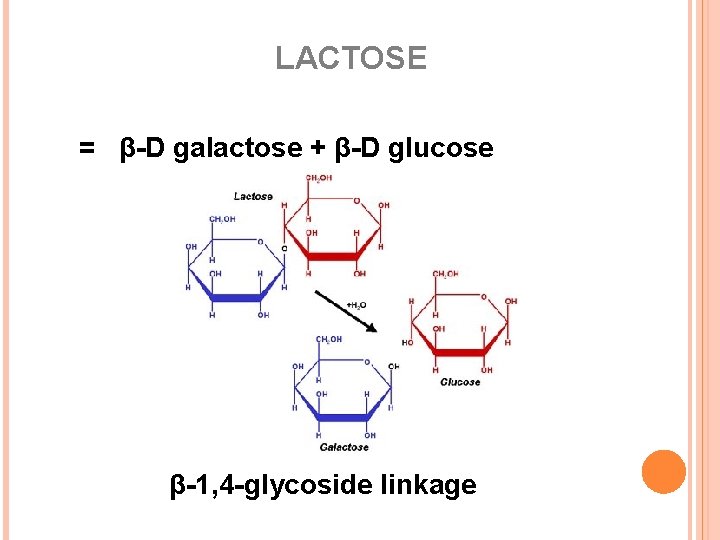 LACTOSE = β-D galactose + β-D glucose β-1, 4 -glycoside linkage 