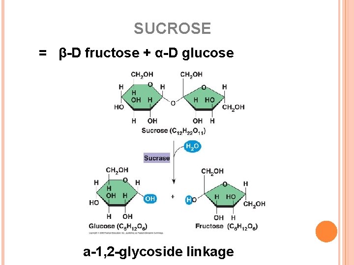 SUCROSE = β-D fructose + α-D glucose a-1, 2 -glycoside linkage 