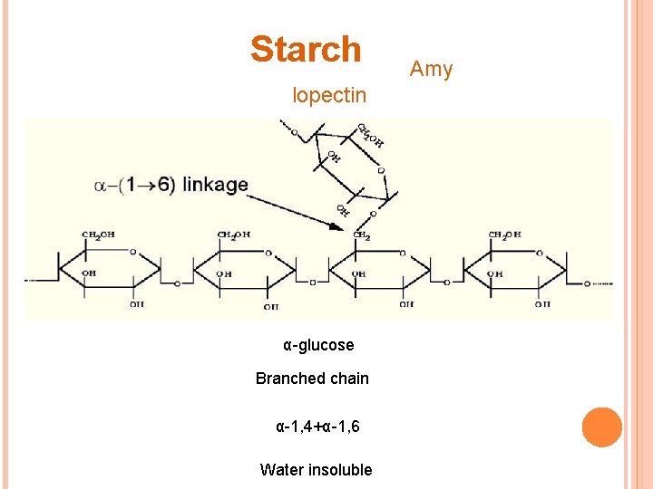 Starch lopectin α-glucose Branched chain α-1, 4+α-1, 6 Water insoluble Amy 