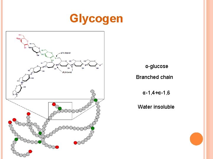 Glycogen α-glucose Branched chain α-1, 4+α-1, 6 Water insoluble 
