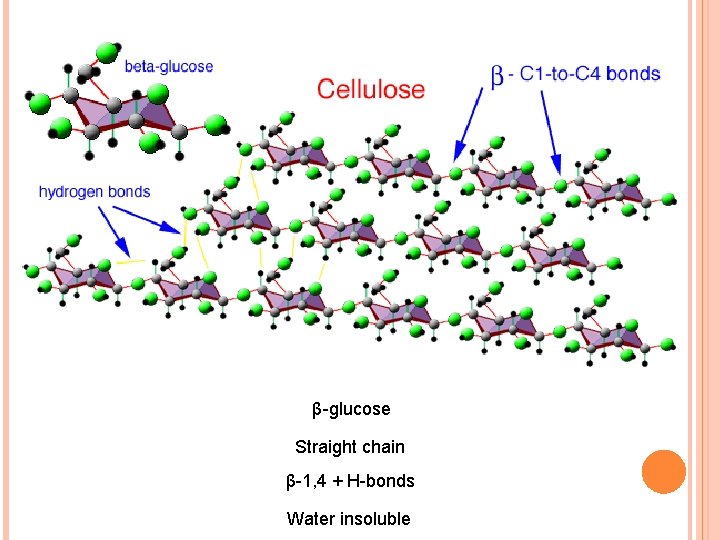 β-glucose Straight chain β-1, 4 + H-bonds Water insoluble 