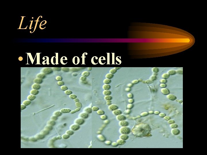 Life • Made of cells 