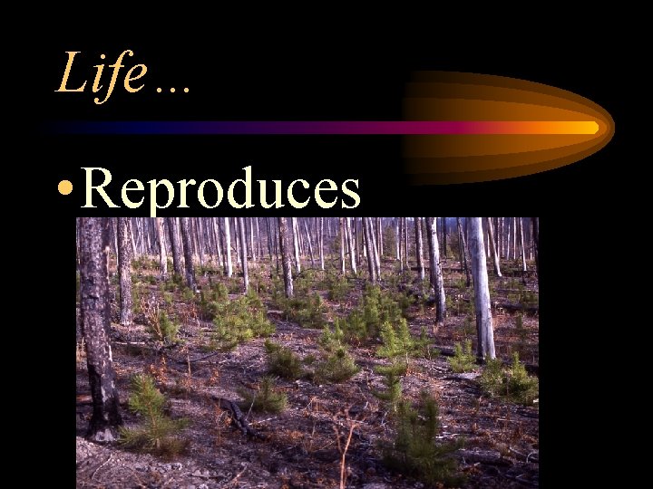 Life… • Reproduces 