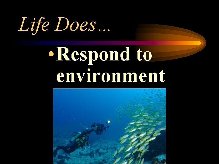 Life Does… • Respond to environment 
