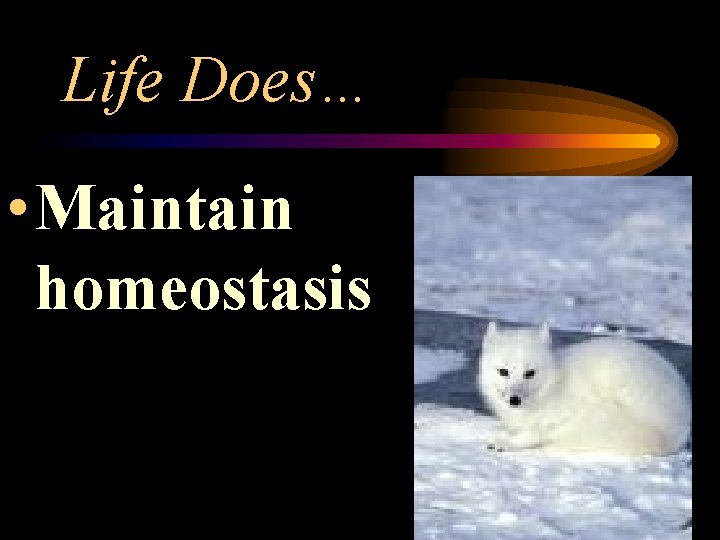 Life Does… • Maintain homeostasis 