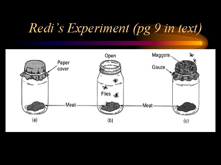 Redi’s Experiment (pg 9 in text) 