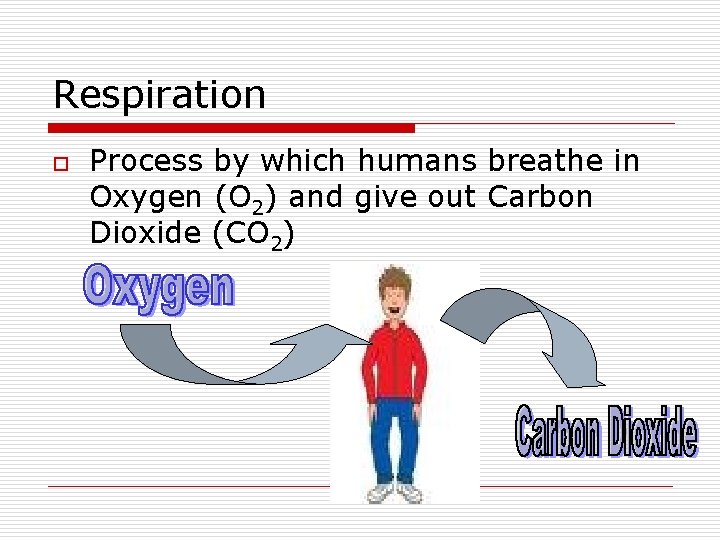 Respiration o Process by which humans breathe in Oxygen (O 2) and give out