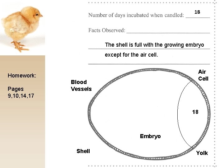 18 The shell is full with the growing embryo except for the air cell.