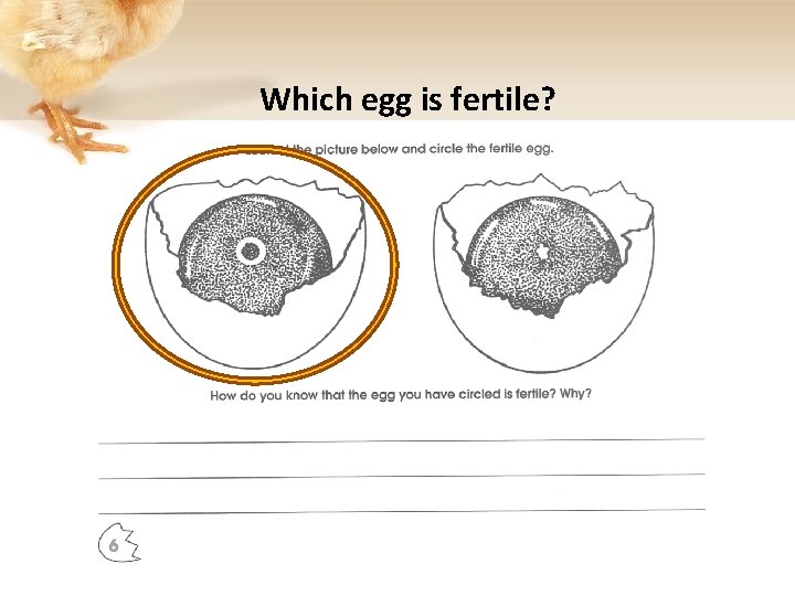 Which egg is fertile? 