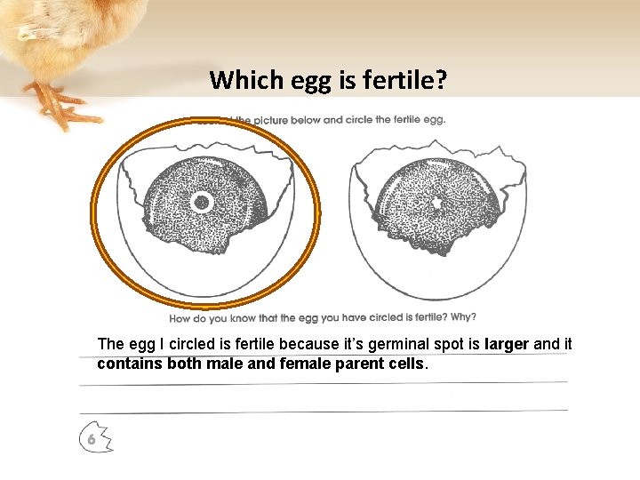 Which egg is fertile? The egg I circled is fertile because it’s germinal spot