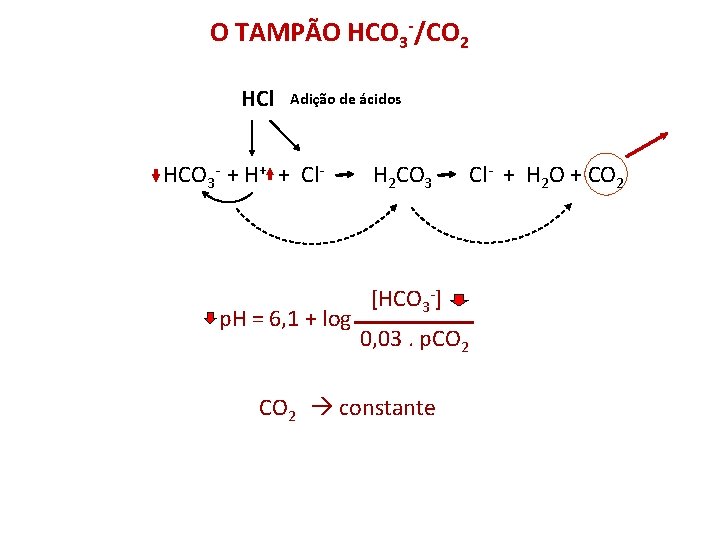 O TAMPÃO HCO 3 -/CO 2 HCl Adição de ácidos HCO 3 - +