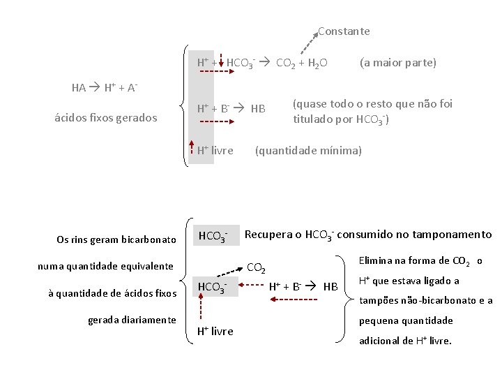 Constante H+ + HCO 3 - CO 2 + H 2 O (a maior