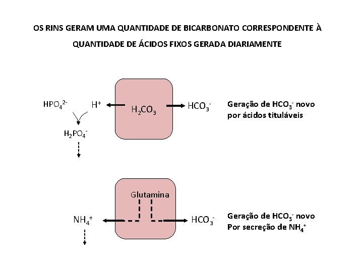 OS RINS GERAM UMA QUANTIDADE DE BICARBONATO CORRESPONDENTE À QUANTIDADE DE ÁCIDOS FIXOS GERADA