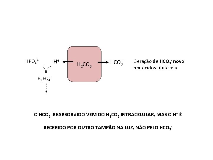 H+ HPO 42 - H 2 CO 3 HCO 3 - Geração de HCO