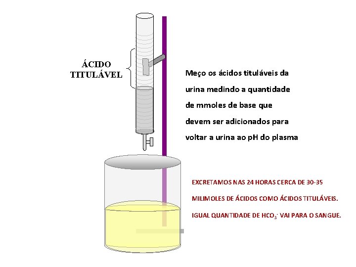 ÁCIDO TITULÁVEL Meço os ácidos tituláveis da urina medindo a quantidade de mmoles de