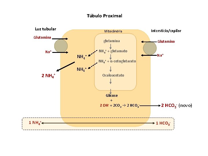 Túbulo Proximal Luz tubular Mitocôndria Glutamina Na+ 2 NH 4+ glutamina NH 4+ +