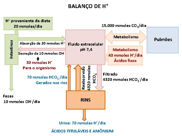 BALANÇO DE H+ H+ proveniente da dieta 20 mmoles/dia 15. 000 mmoles CO 2/dia