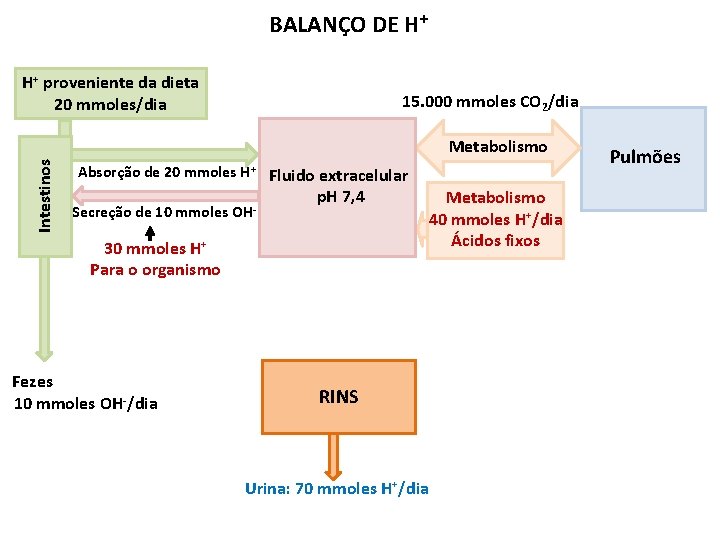 BALANÇO DE H+ H+ proveniente da dieta 20 mmoles/dia 15. 000 mmoles CO 2/dia