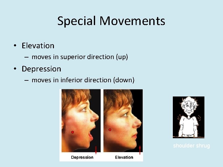 Special Movements • Elevation – moves in superior direction (up) • Depression – moves