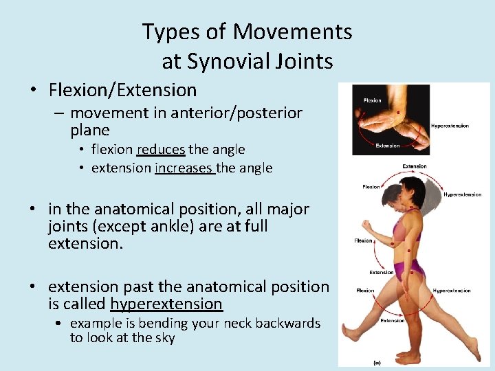 Types of Movements at Synovial Joints • Flexion/Extension – movement in anterior/posterior plane •