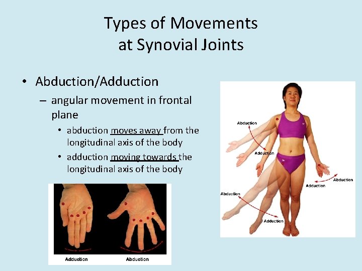 Types of Movements at Synovial Joints • Abduction/Adduction – angular movement in frontal plane