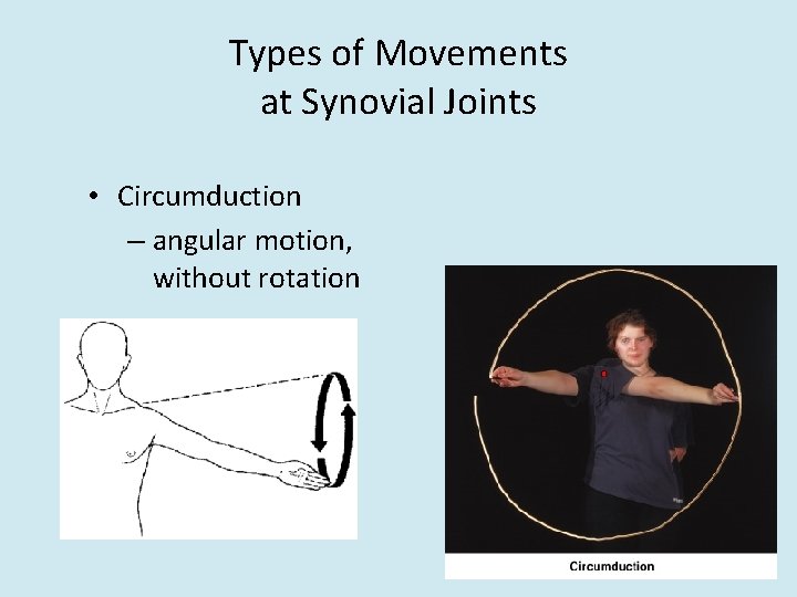 Types of Movements at Synovial Joints • Circumduction – angular motion, without rotation 