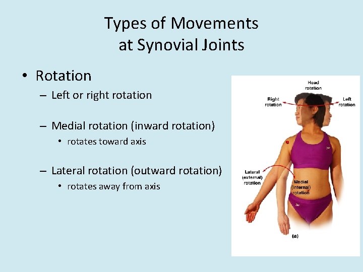 Types of Movements at Synovial Joints • Rotation – Left or right rotation –