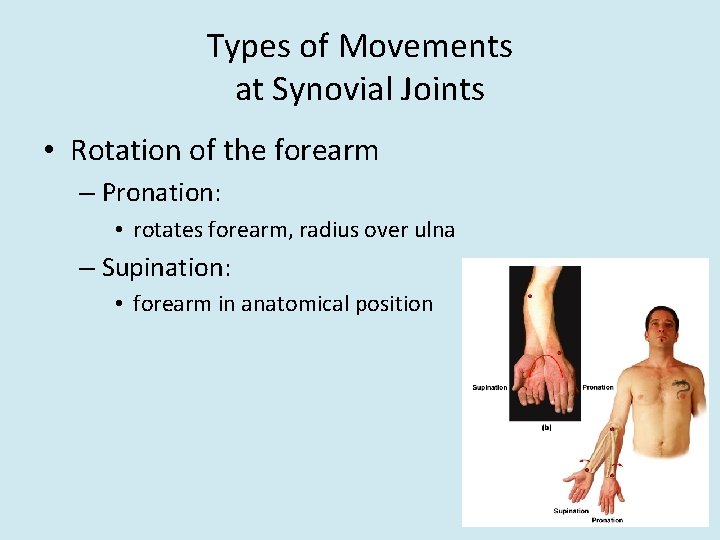 Types of Movements at Synovial Joints • Rotation of the forearm – Pronation: •
