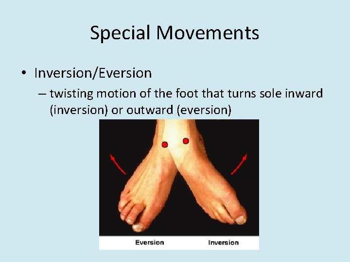 Special Movements • Inversion/Eversion – twisting motion of the foot that turns sole inward