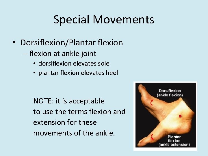 Special Movements • Dorsiflexion/Plantar flexion – flexion at ankle joint • dorsiflexion elevates sole