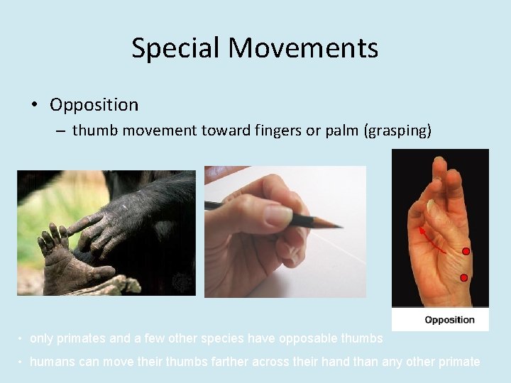 Special Movements • Opposition – thumb movement toward fingers or palm (grasping) • only