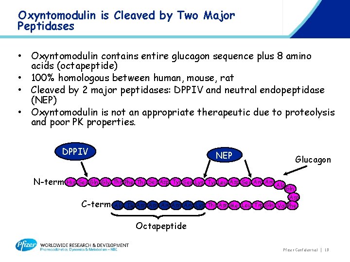 Oxyntomodulin is Cleaved by Two Major Peptidases • Oxyntomodulin contains entire glucagon sequence plus